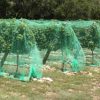Plasa Anti-pasare 2 x 5 m - imagine 4